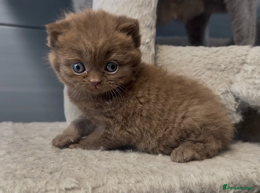 British Shorthair cats for sale:  Beautiful chunky cinnamon kitten boy available - Advert 1