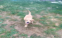 Labrador Retriever dogs for sale: KC Reg Yellow Champagne golden Labrador Puppy boy in Spalding - Image 25