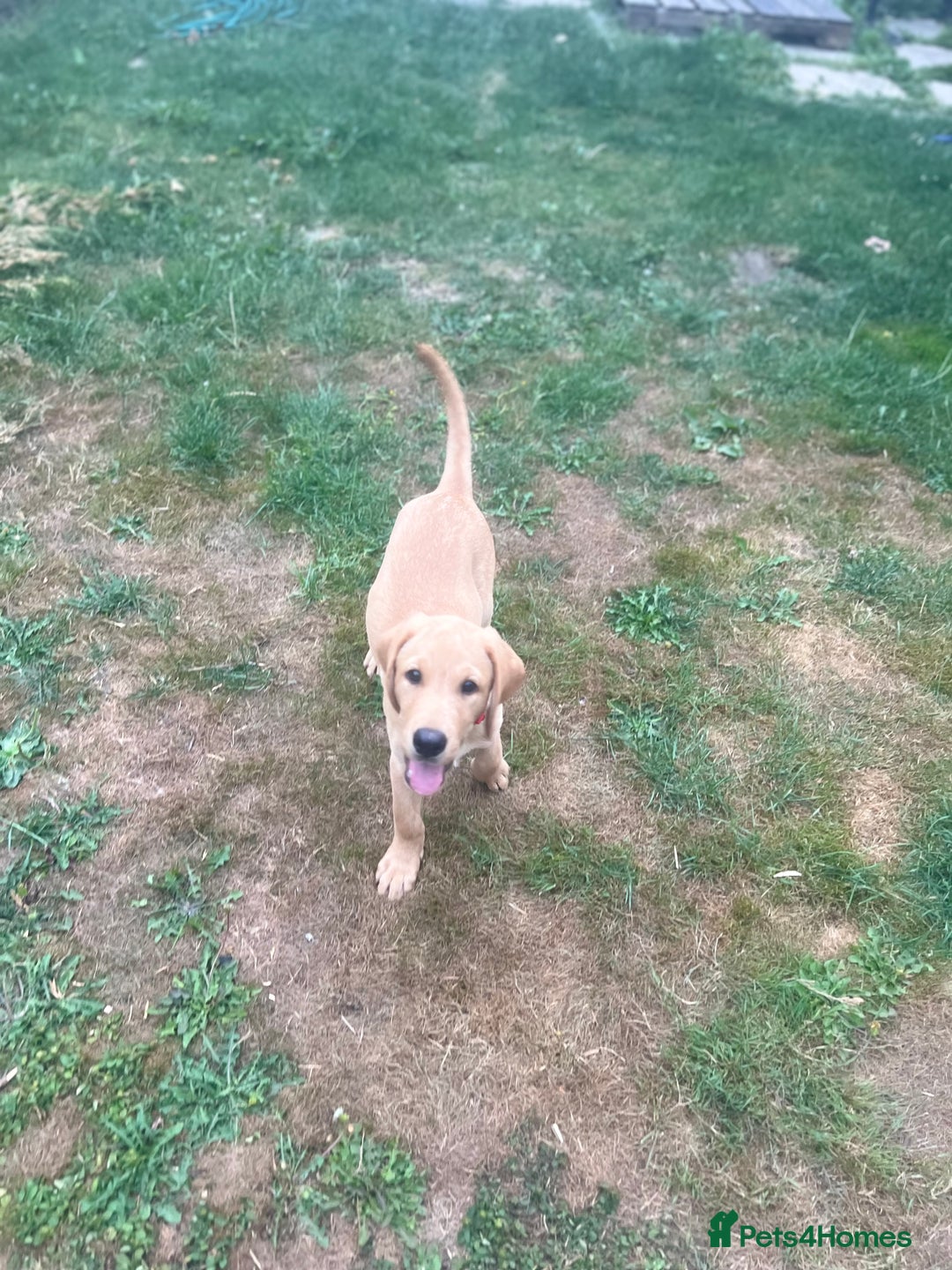 Labrador Retriever dogs for sale: KC Reg Yellow Champagne golden Labrador Puppy boy in Spalding - Image 25