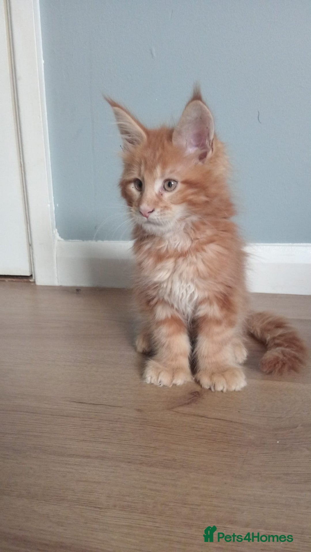 Maine Coon cats for sale: 4 boys for sale - Image 15