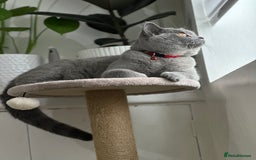 British Shorthair cats for sale: British short hair  - Image 5