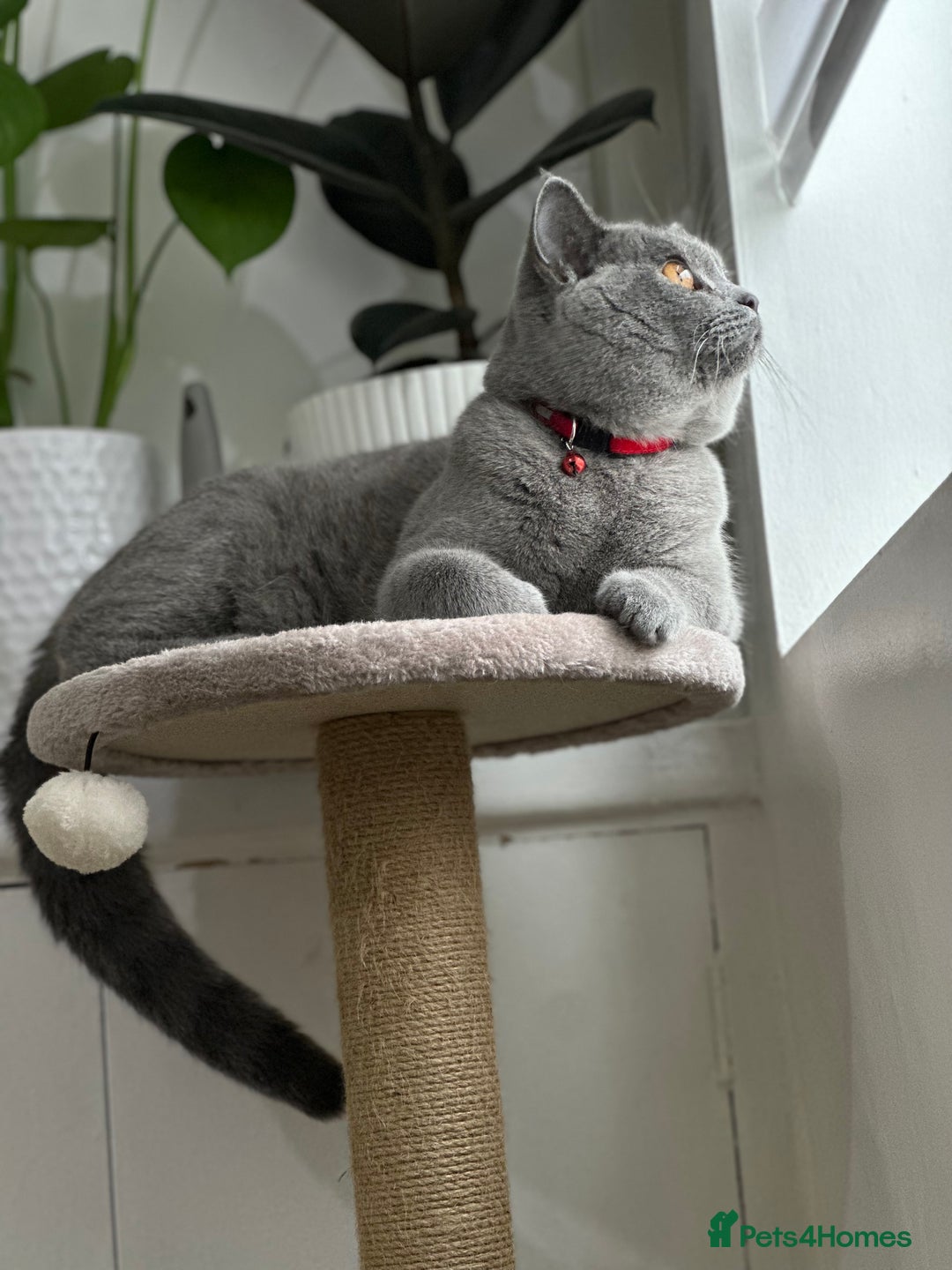 British Shorthair cats for sale: British short hair  - Image 5