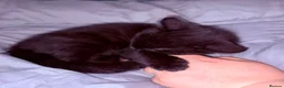 British Shorthair cats for sale: Kittens ready to be homed - Advert 12
