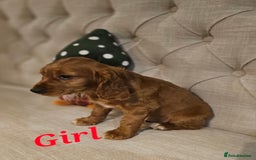 Cocker Spaniel dogs for sale: KC REGISTERED WORKING COCKERS - Image 18