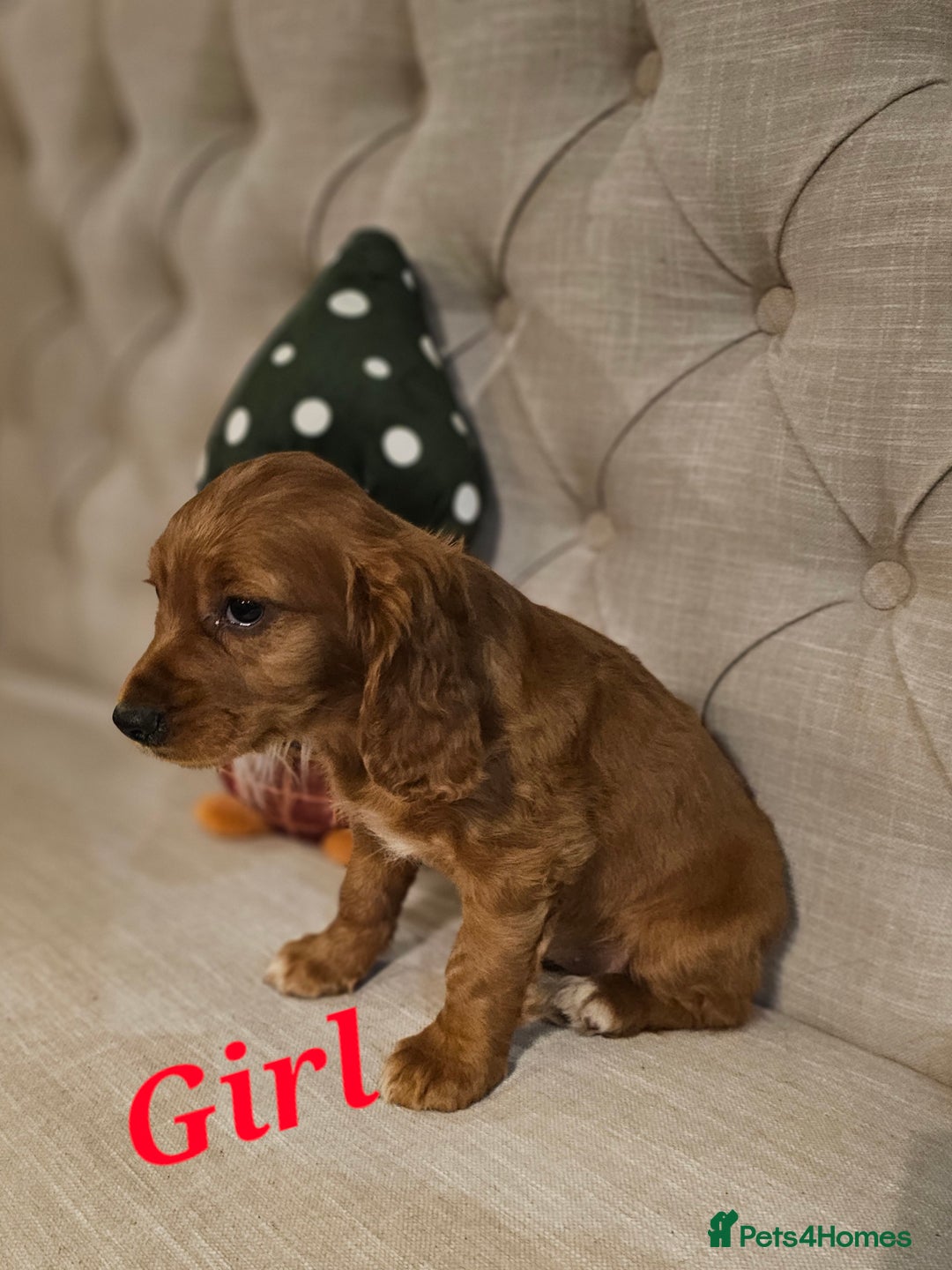 Cocker Spaniel dogs for sale: KC REGISTERED WORKING COCKERS - Image 18