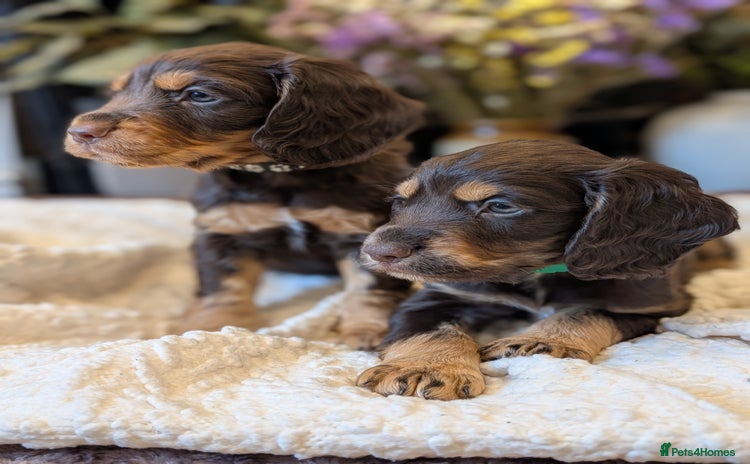 Cocker Spaniel dogs - Advert 13