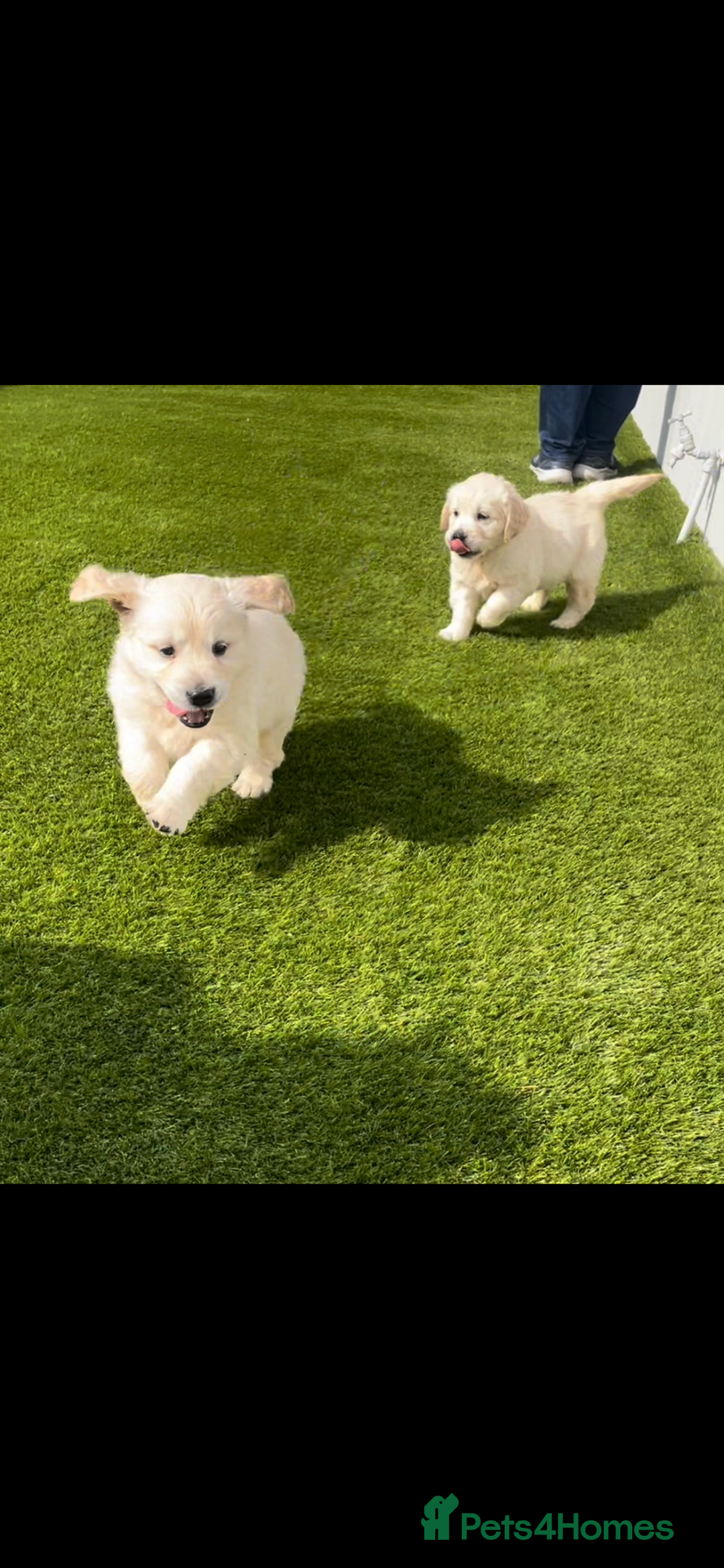 Golden Retriever dogs for sale: IKC REGISTERED golden retriever pups  - Advert 3