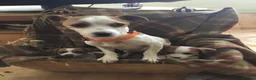 Jack Russell dogs for sale: 2 GORGEOUS JACK RUSSELL PUPS LOOKIN 4 FOREVER HOME - Advert 2