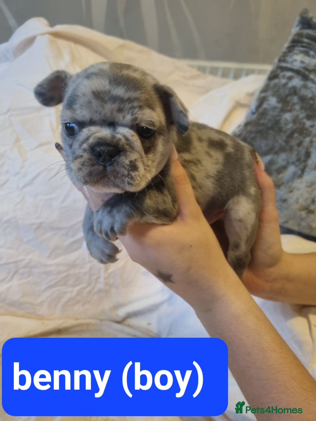 French Bulldog dogs for sale: Stunning litter of merle frenchies - Advert 16