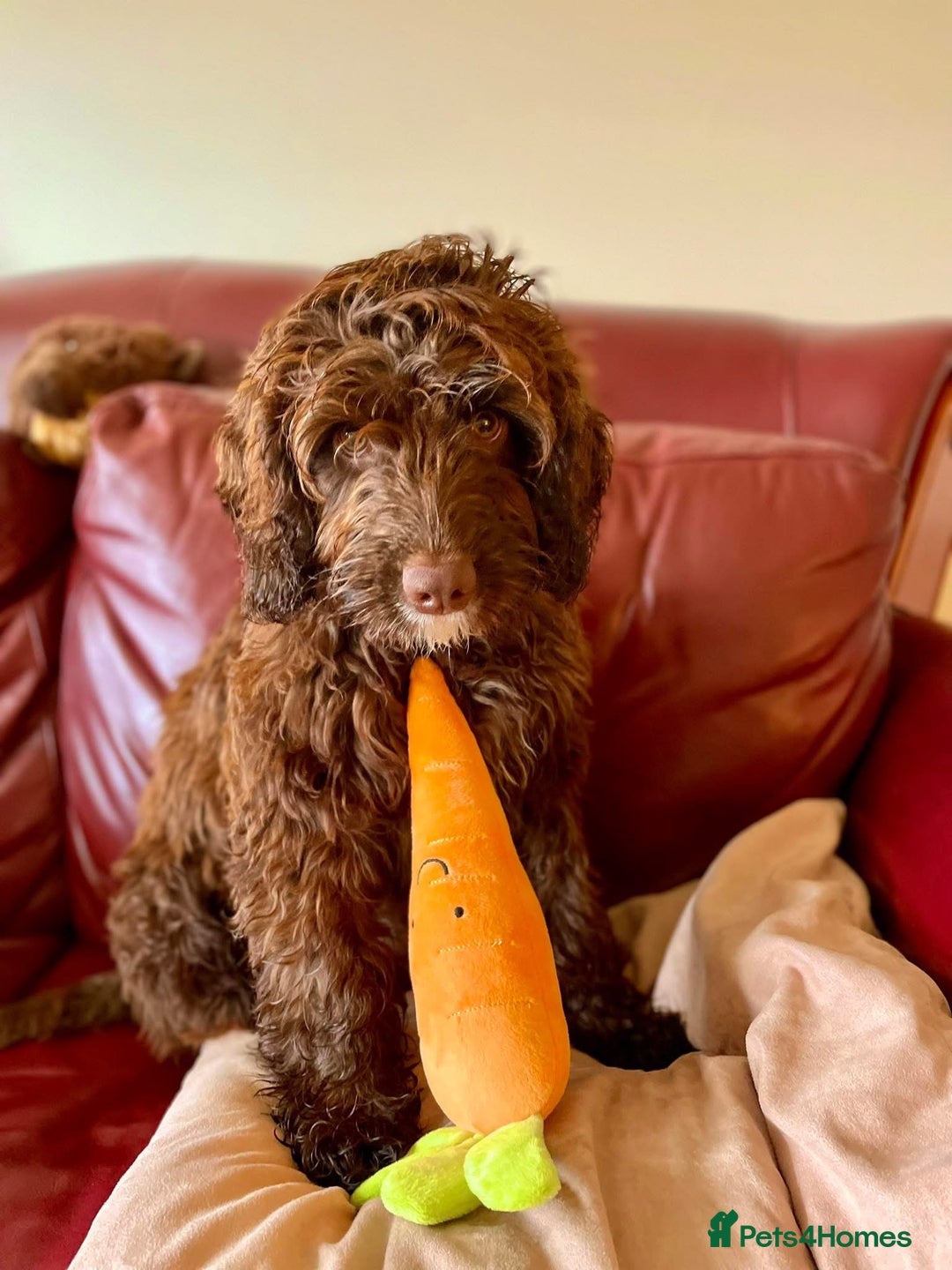 Cockapoo dogs for sale: Lovely girl needing home  - Image 1