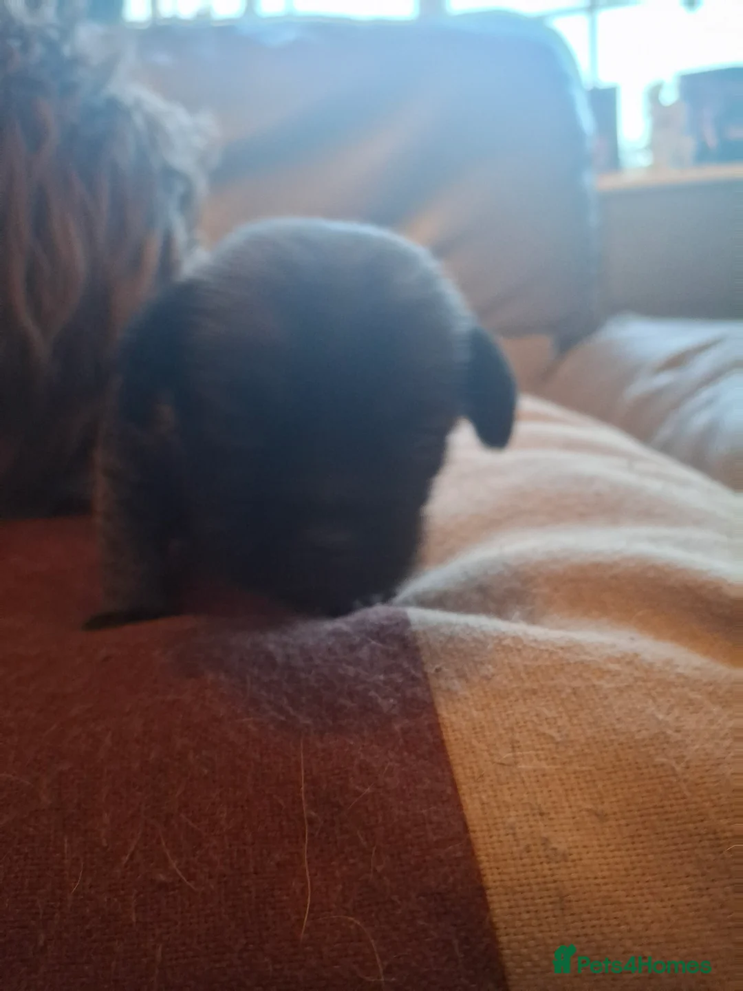 Mixed Breed dogs for sale: 6 adorable pugapoo puppies  - Advert 2