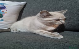 Ragdoll cats for sale: Ragdoll X Bengal - Image 11