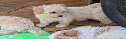 Maltipoo dogs for sale: Stunning Maltipoo puppies for loving homes - Advert 13