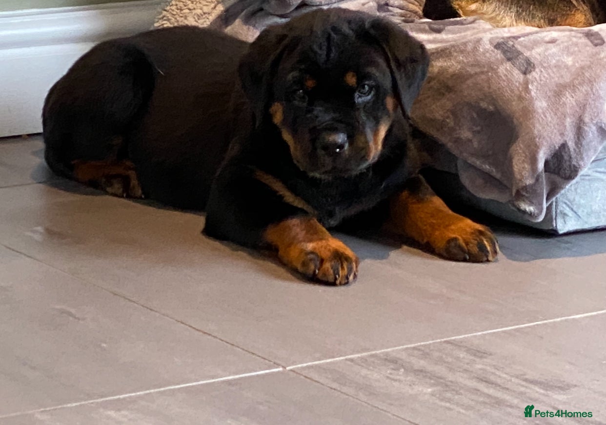 Rottweiler dogs Purebred Rottweiler Puppies - Advert 2