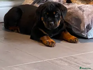 Rottweiler dogs Purebred Rottweiler Puppies - Advert 2