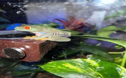 Frog reptiles for sale: Red Eyed Tree Frog - Image 2