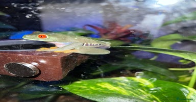 Frog reptiles - Advert 4
