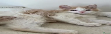 Mixed Breed 1