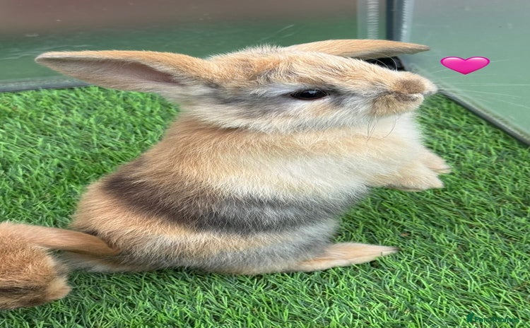 Mini Lop rabbits - Advert 3