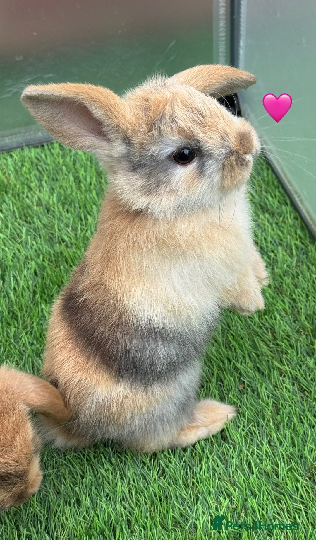 Mini Lop rabbits for sale: Mini lops - Image 1