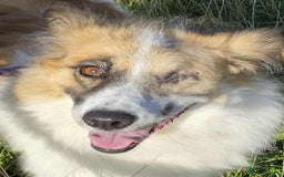 Mixed Breed dogs for adoption: Jessie ❤️ - Advert 10