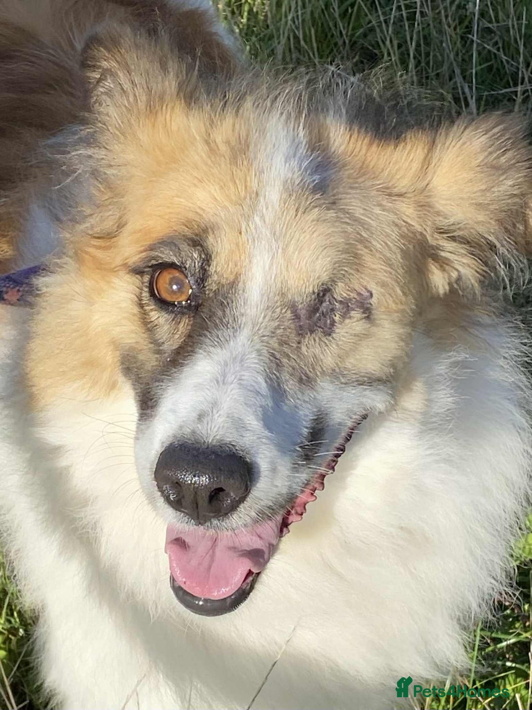 Mixed Breed dogs for adoption: Jessie ❤️ - Advert 10