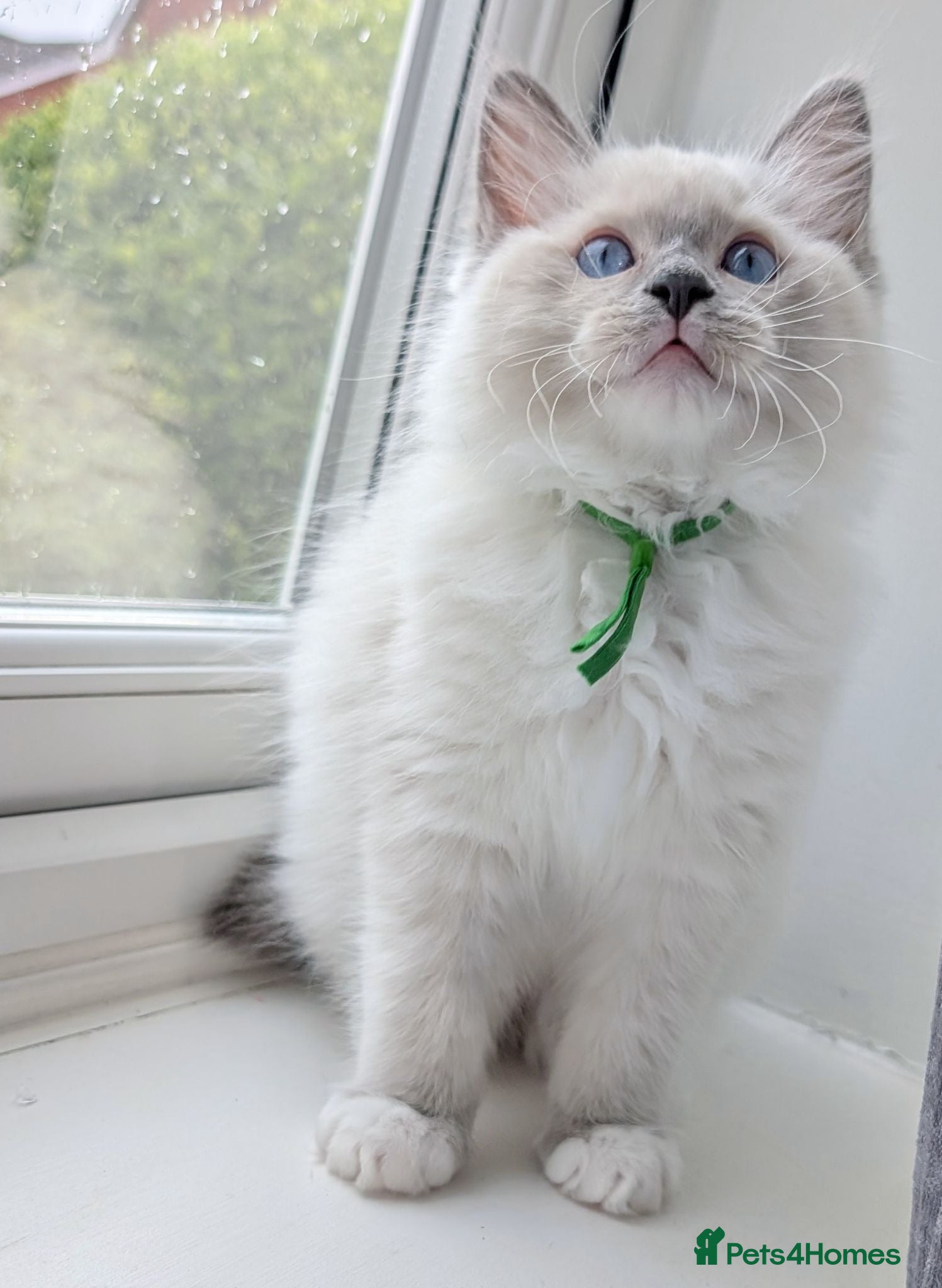 Ragdoll cats 🏆Grandchamp EU TICA Ragdoll kittens  - Advert 12