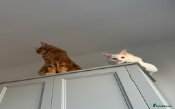 Maine Coon cats for sale: Two pure breed pedigree 1 year old Maine Coons  - Image 6