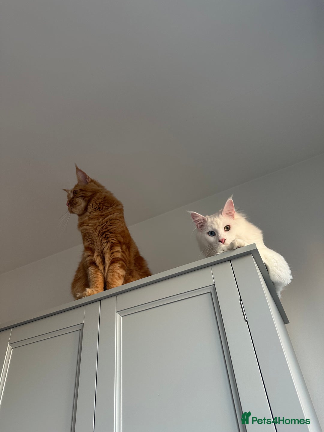 Maine Coon cats for sale: Two pure breed pedigree 1 year old Maine Coons  - Image 6