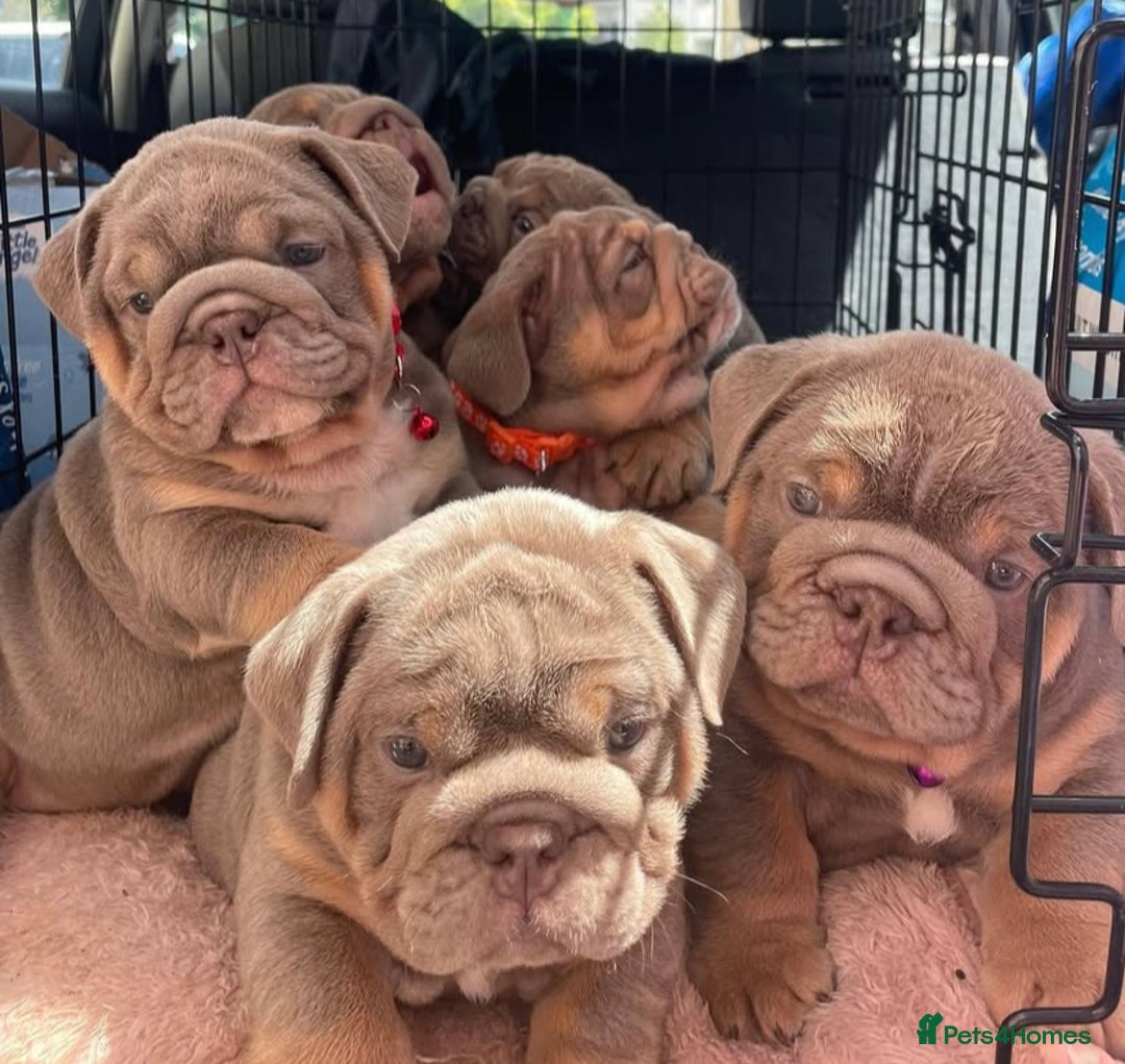 English Bulldog dogs for sale: Pedigree English Bulldog Puppies for sale •KC• - Image 11