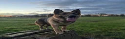 German Shepherd dogs for sale: Stunning Pedigree German Shepherd Puppies!  - Advert 10