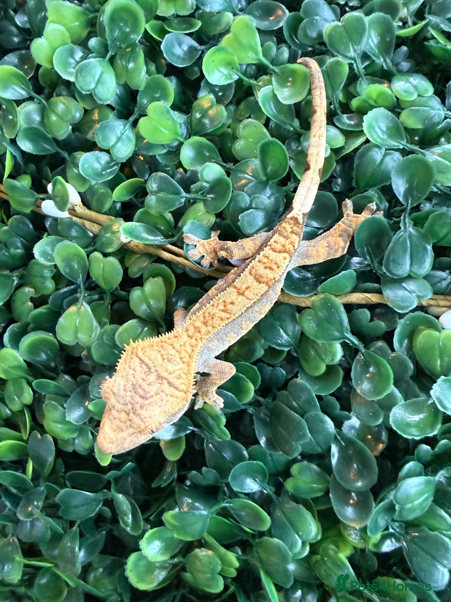 Gecko reptiles Crested Gecko - Advert 5
