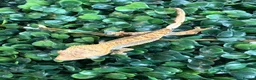 Gecko reptiles for sale: Crested Gecko - Advert 13
