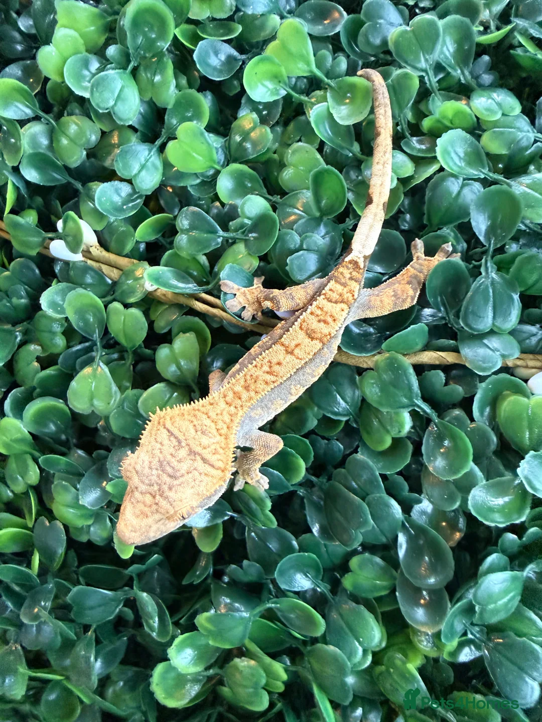 Gecko reptiles for sale: Crested Gecko - Advert 1