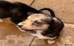 Mixed Breed dogs for sale: Sprollie x husky puppies  - Image 23