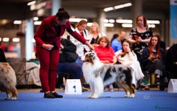 Australian Shepherd dogs for sale: Australian Shepherd puppies - Image 14
