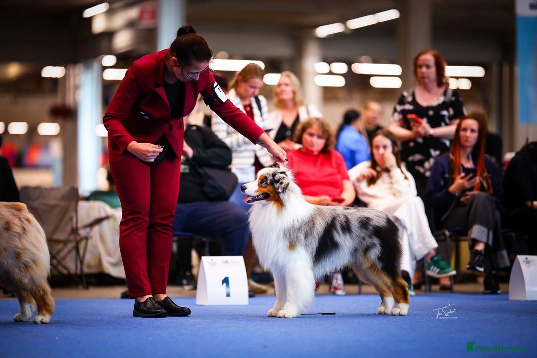 Australian Shepherd dogs for sale: Australian Shepherd puppies - Image 14