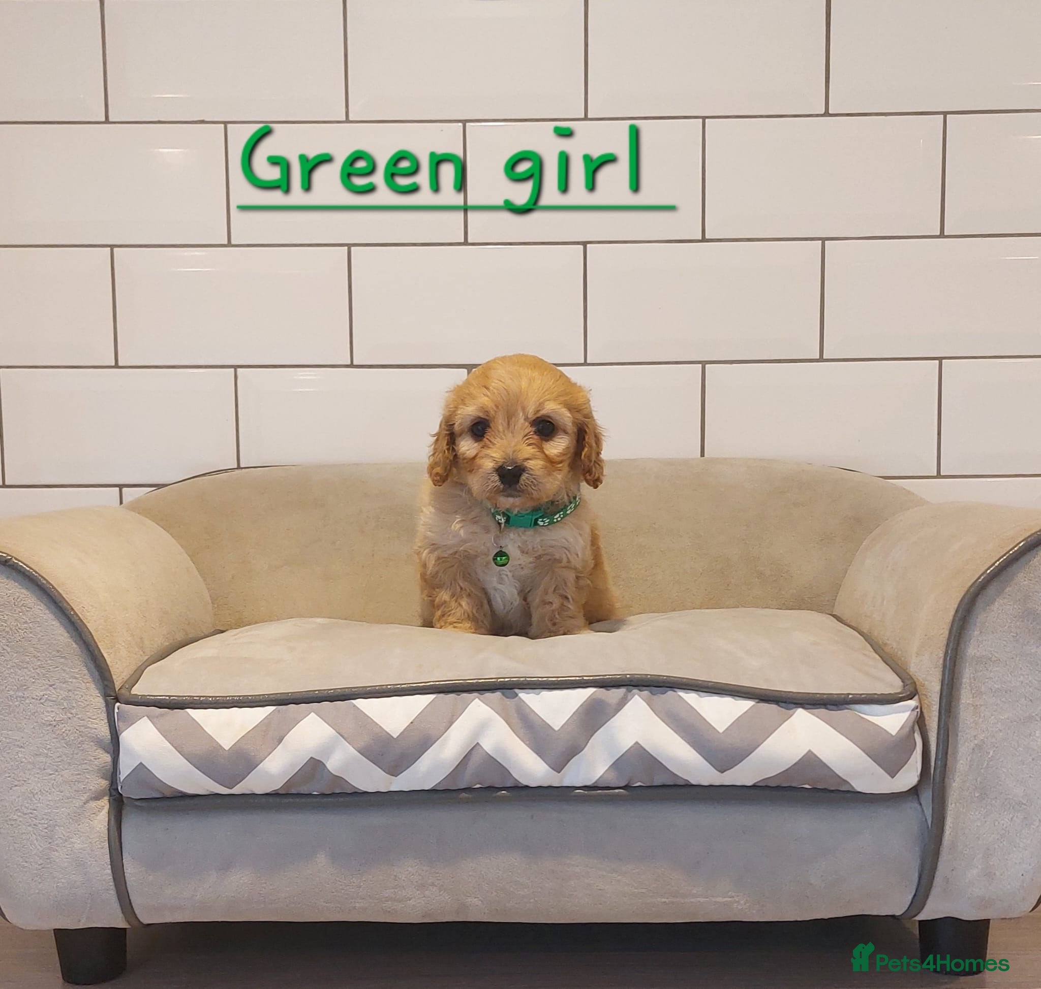 Cavachon dogs Beautiful Cavachon puppies 💕 - Advert 1