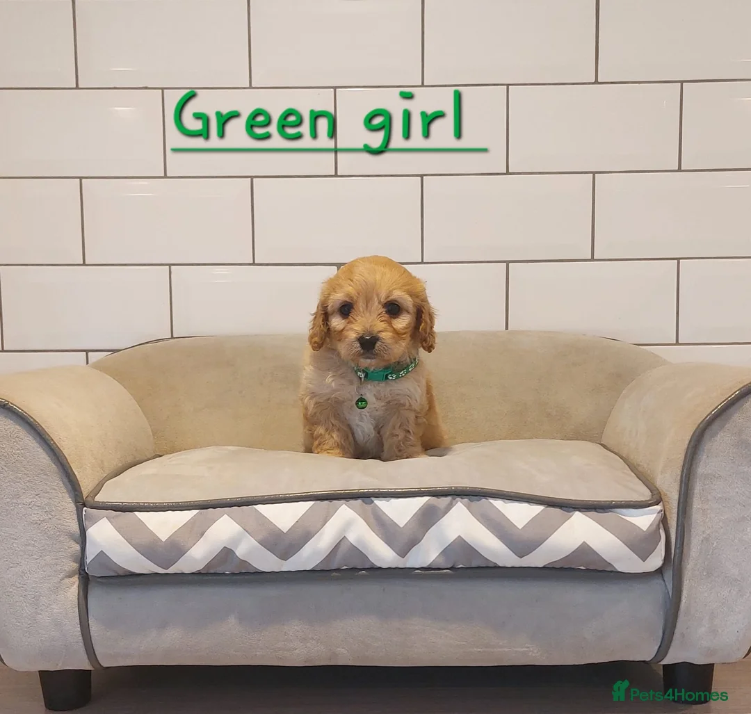 Cavachon dogs for sale: Beautiful Cavachon puppies 💕 - Advert 9