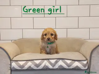 Cavachon dogs Beautiful Cavachon puppies 💕 - Advert 1