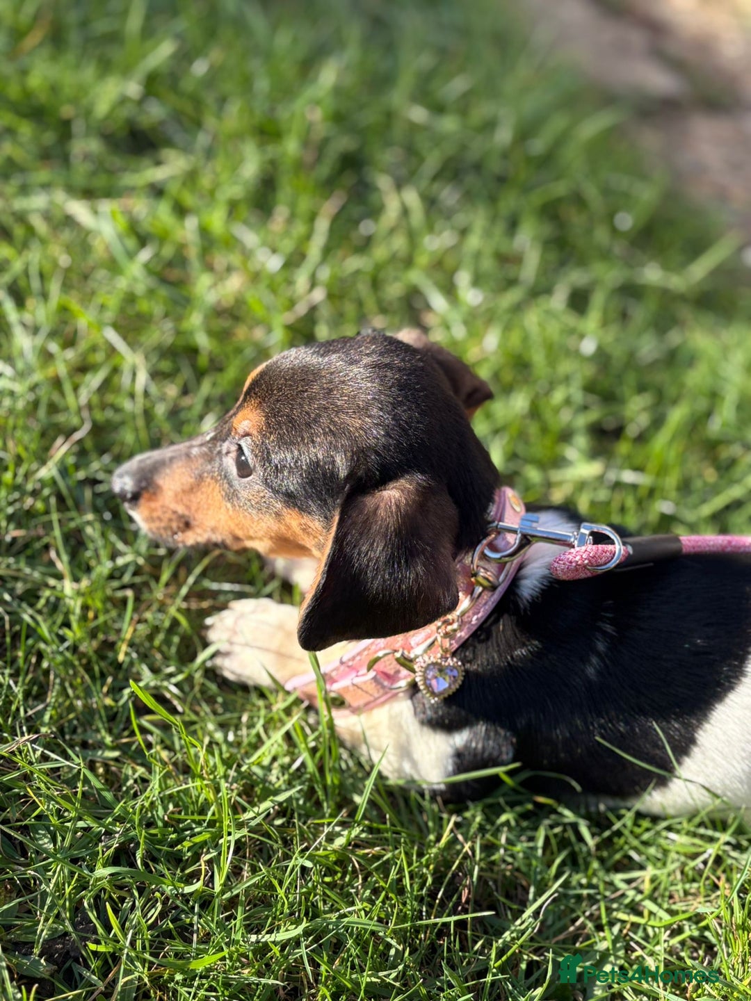 Mixed Breed dogs for sale: Adorable Jackrussel/Dachshund Puppy  - Advert 2