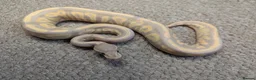 Python Snake reptiles for sale: 2026 Royal Python Hatchlings in Telford - Advert 4