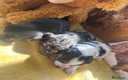 Jack Russell dogs for sale: True miniature Jack Russell’s  - Image 12