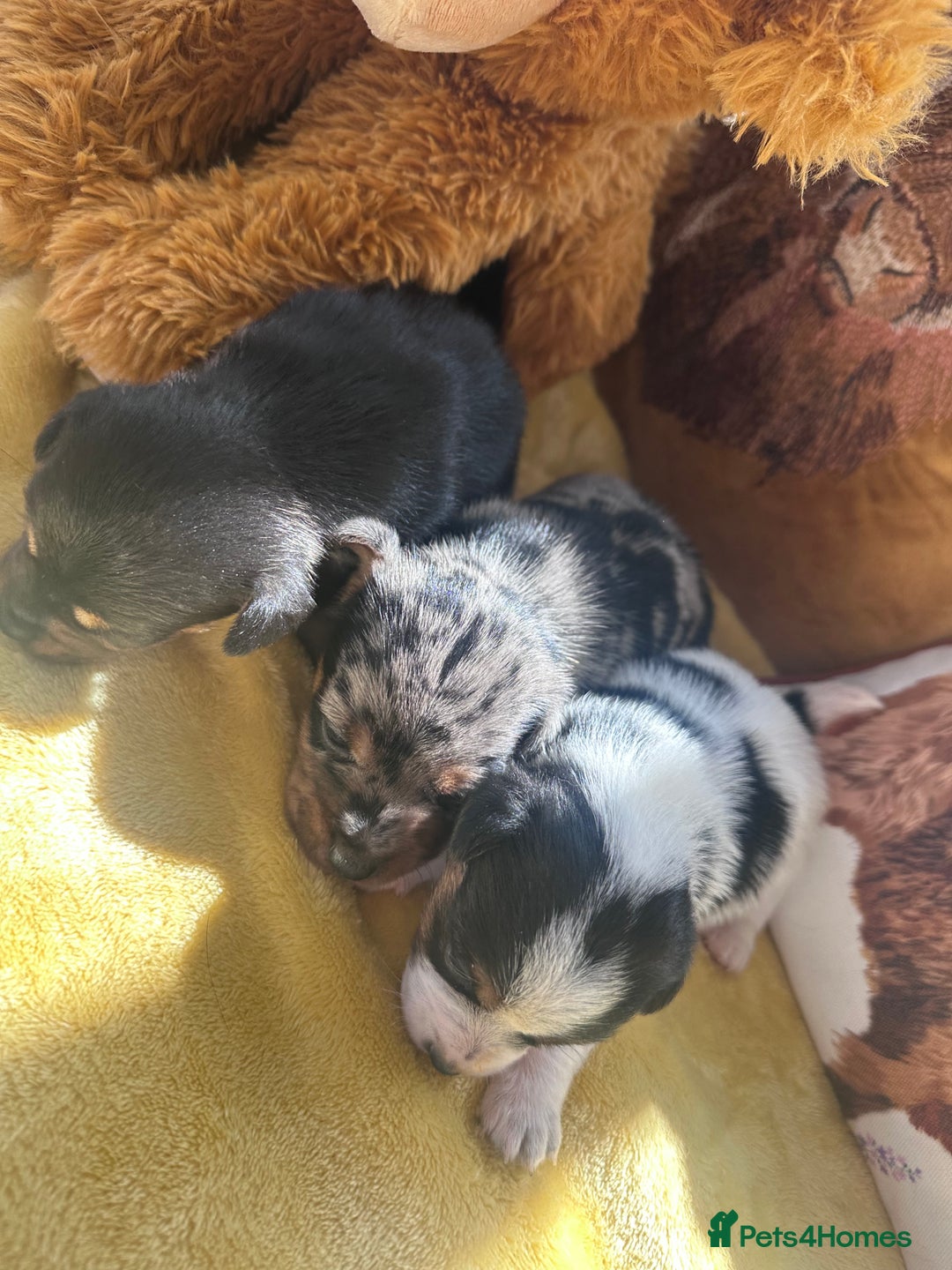 Jack Russell dogs for sale: True miniature Jack Russell’s  - Image 12