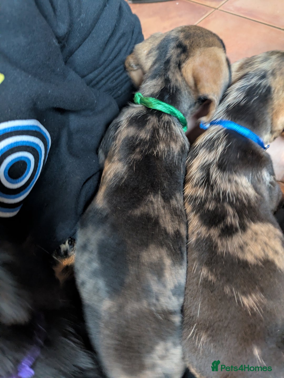 Miniature Dachshund dogs for sale: Wire X smooth mini dachshunds - Image 15