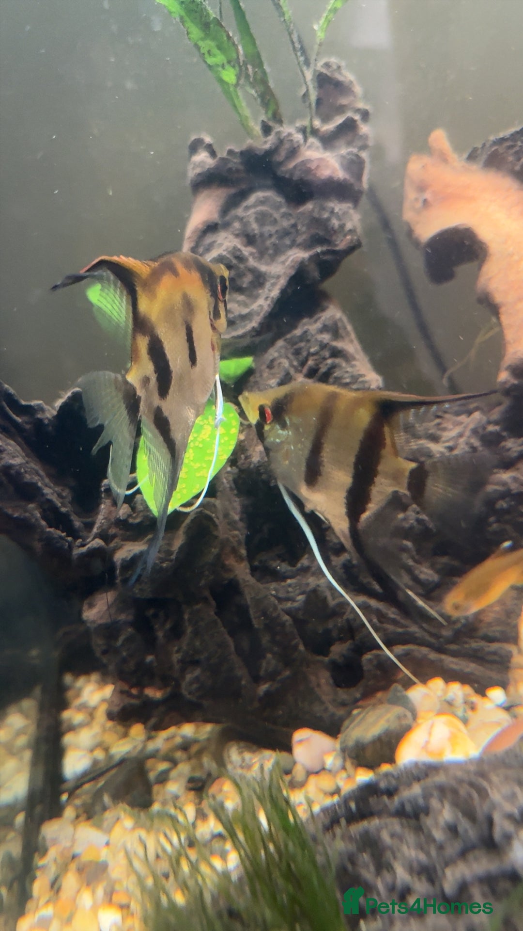 Bettas fish for sale: 8 Angelfish 1 female Betta  - Advert 1