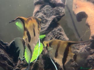 Bettas fish 8 Angelfish 1 female Betta - Advert 13