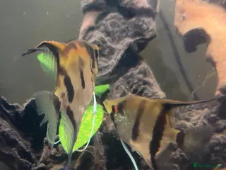 Bettas fish 8 Angelfish 1 female Betta - Advert 4