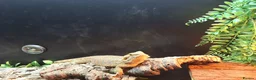 Dragon reptiles for sale: Bearded dragon - Advert 1