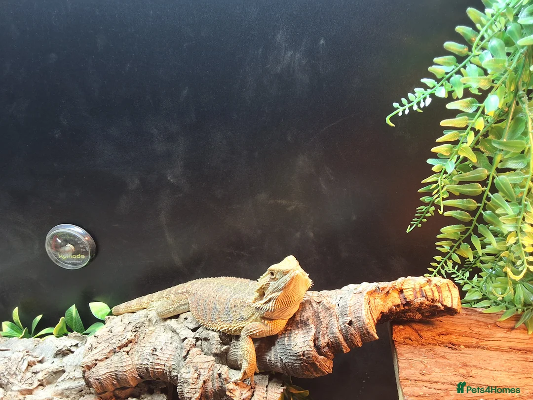 Dragon reptiles for sale: Bearded dragon - Advert 1